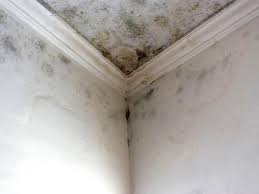 Best Post-Construction Mold Inspection  in Vinings, GA