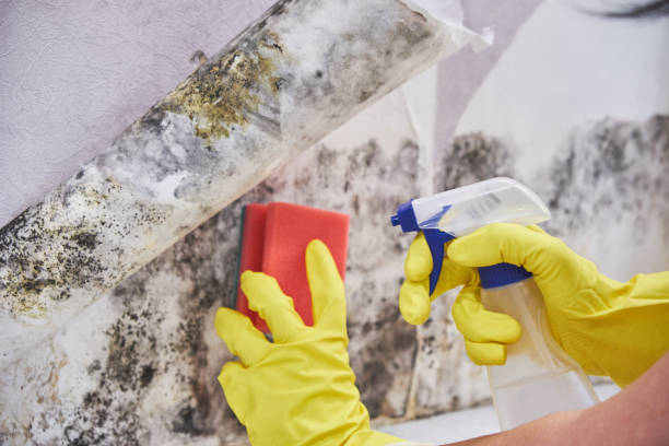 Vinings, GA Mold Removal & Remediation Company